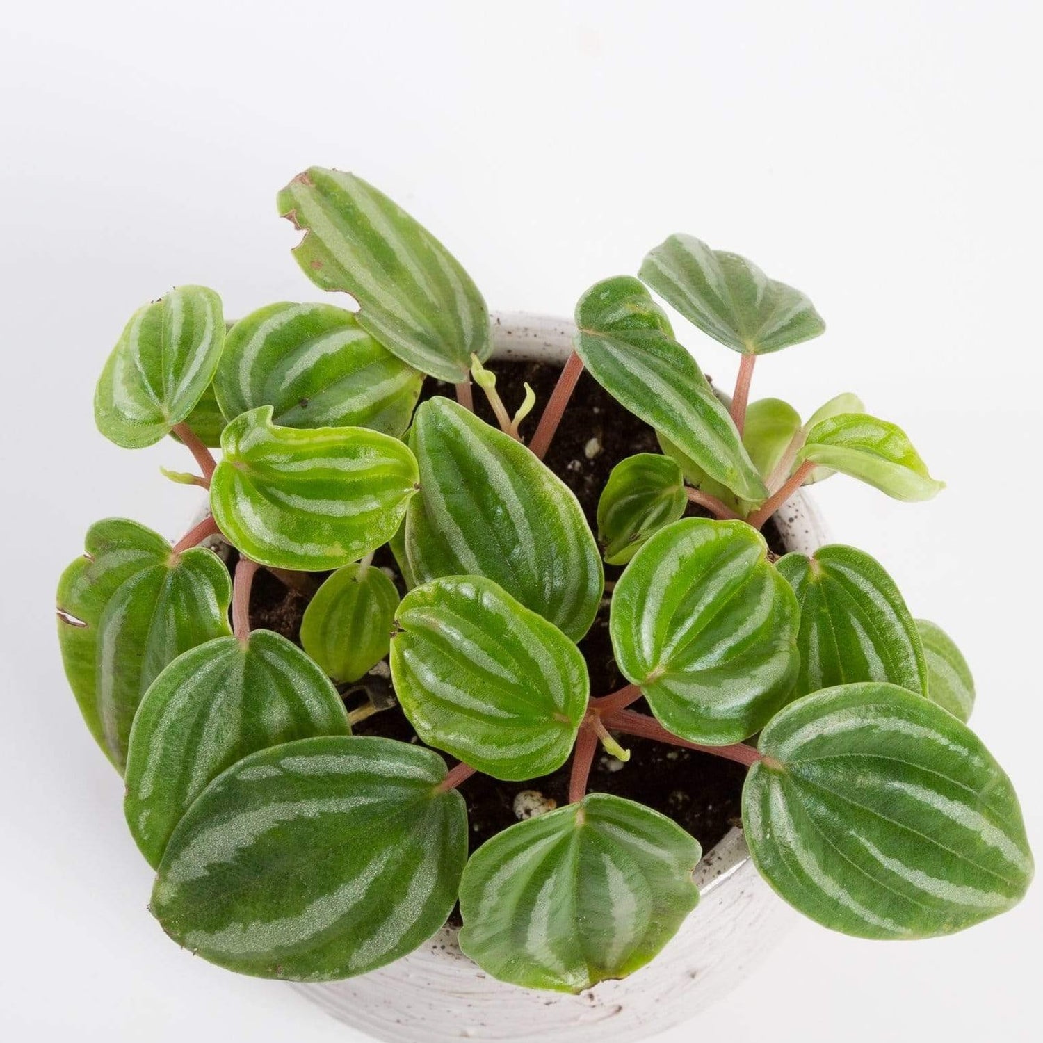 Urban Sprouts Plant 4" in nursery pot Peperomia 'Watermelon'