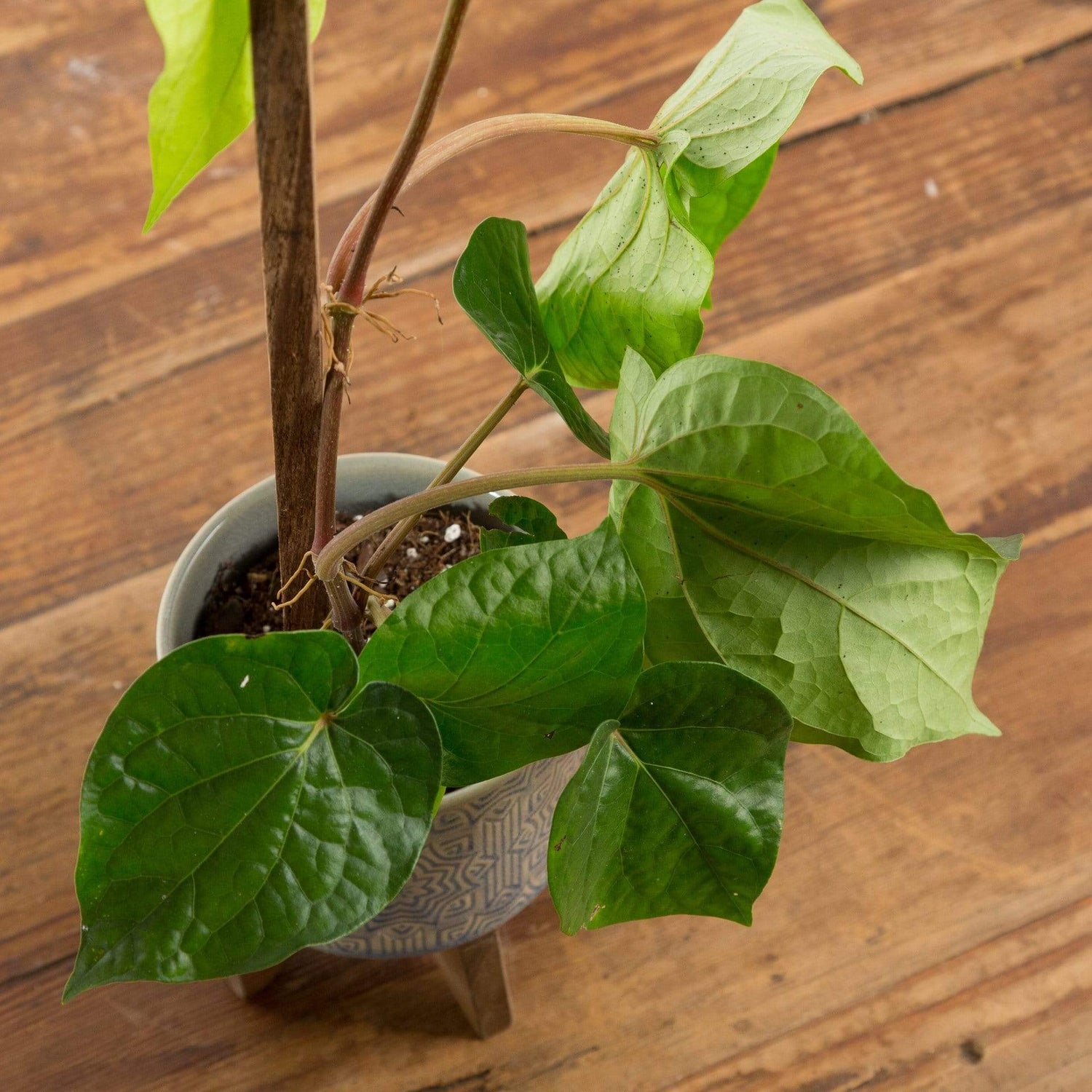 Pepper 'Betel' - Urban Sprouts