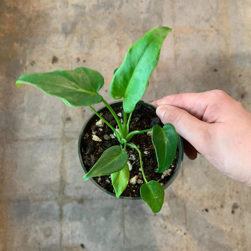 Urban Sprouts Plant 4" in nursery pot Philodendron 'Danadu'