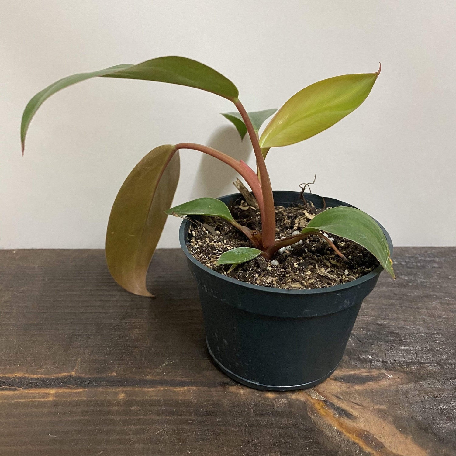 Philodendron 'Red Congo' - Urban Sprouts