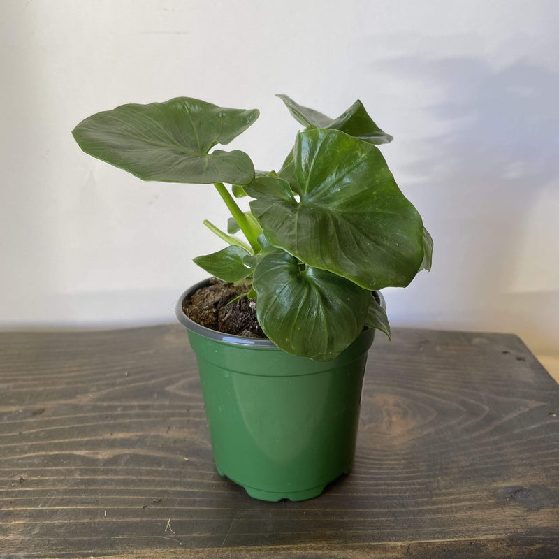 Urban Sprouts Plant 4" in nursery pot Philodendron 'Super Atom'