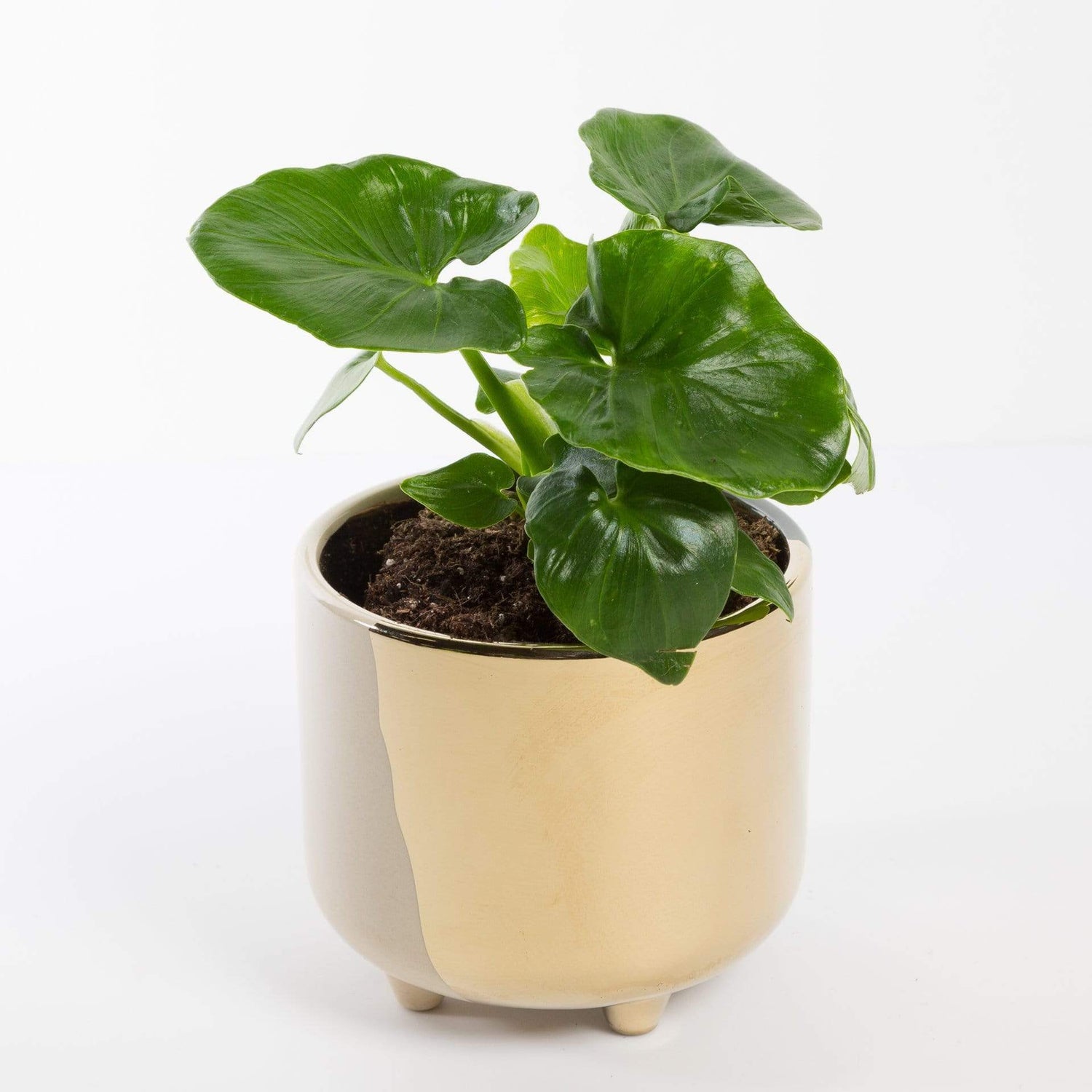 Urban Sprouts Plant 4" in nursery pot Philodendron 'Super Atom'