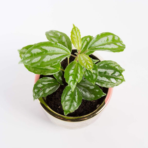 Urban Sprouts Plant 4" in nursery pot Pilea 'Aluminum Plant'