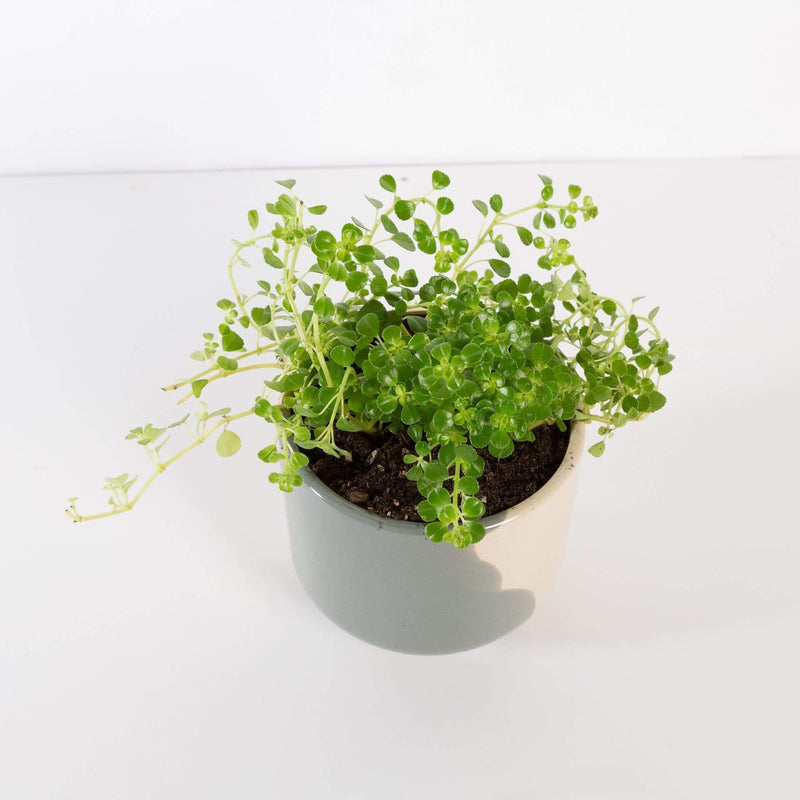 Urban Sprouts Plant 4" in nursery pot Pilea 'Baby Tears'