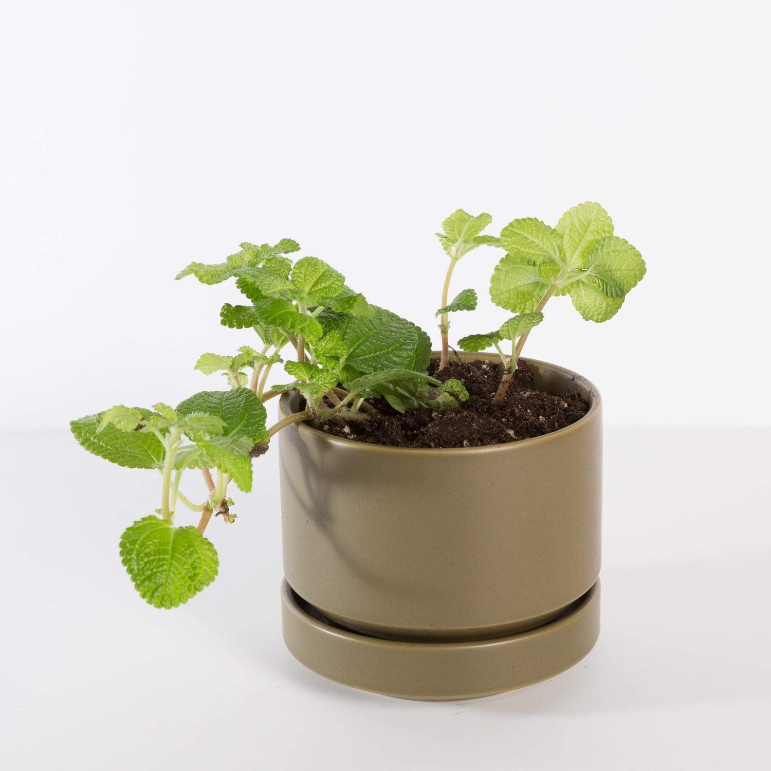 Urban Sprouts Plant 4" in nursery pot Pilea 'Creeping Charlie'