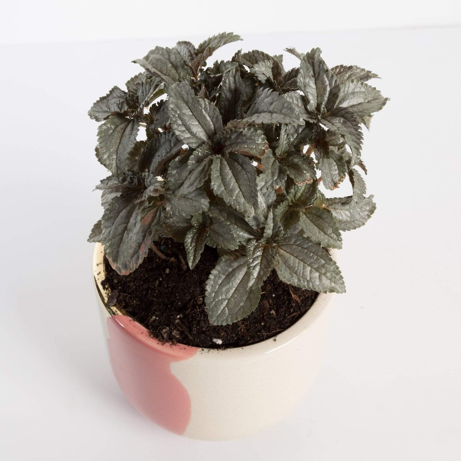 Urban Sprouts Plant 4" in nursery pot Pilea 'Ellen'