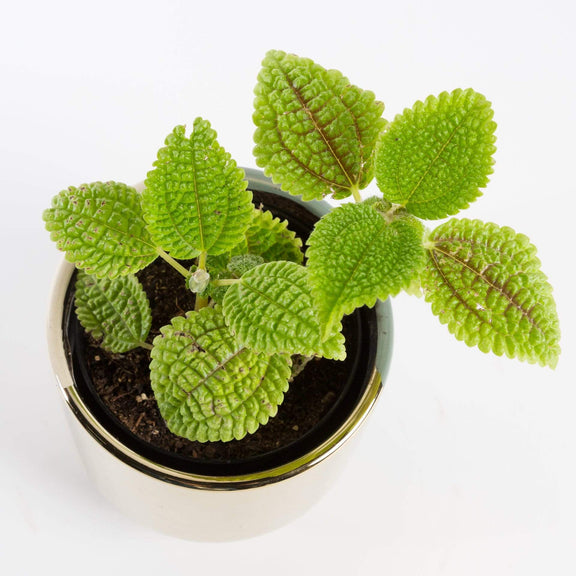 Urban Sprouts Plant 4" in nursery pot Pilea 'Friendship Plant - Moon Valley'