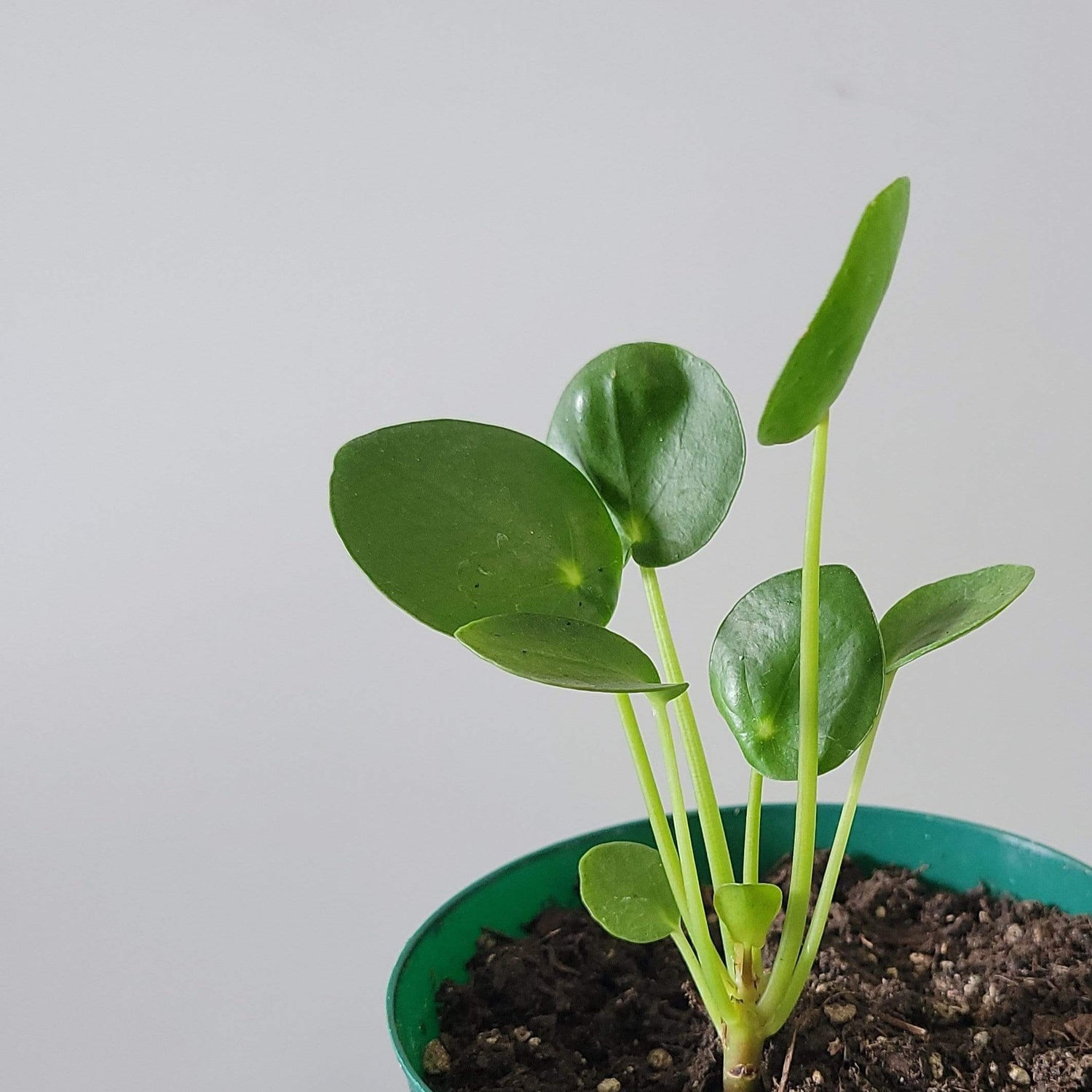 Urban Sprouts Plant 4" in nursery pot Pilea 'Money Plant'