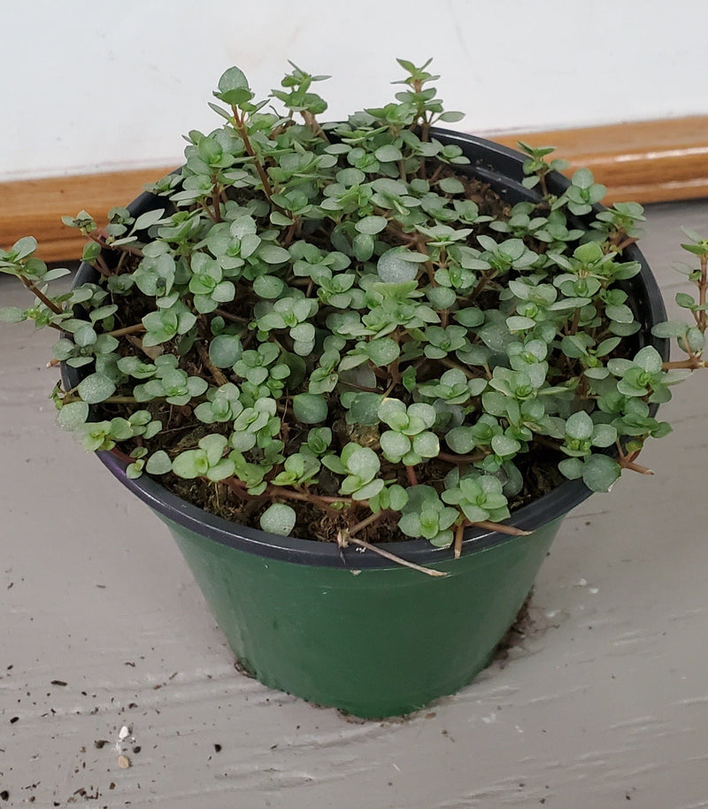 Urban Sprouts Plant 4" in nursery pot Pilea 'Mystifall'