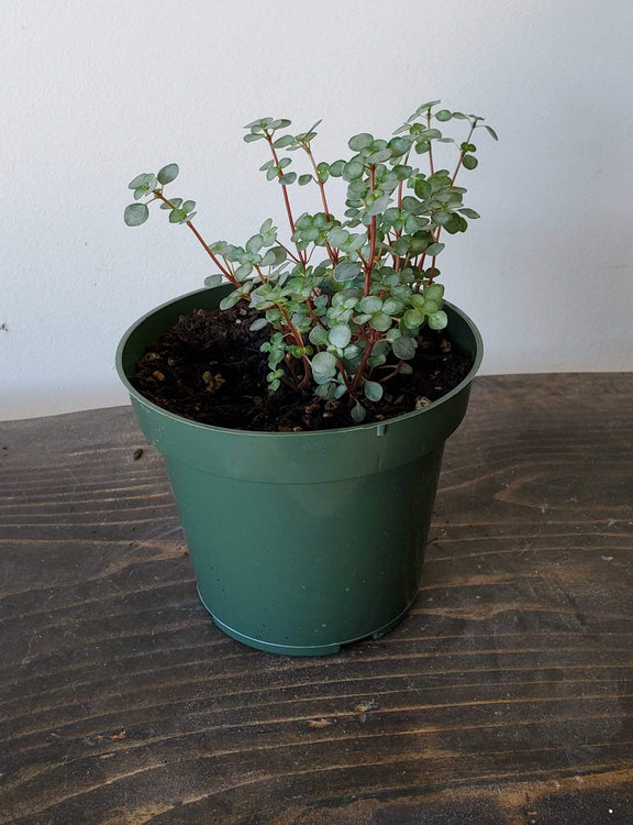 Urban Sprouts Plant 4" in nursery pot Pilea 'Silver Sparkle'