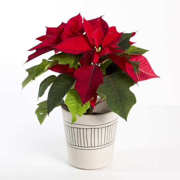 Poinsettia 'Red' - Urban Sprouts