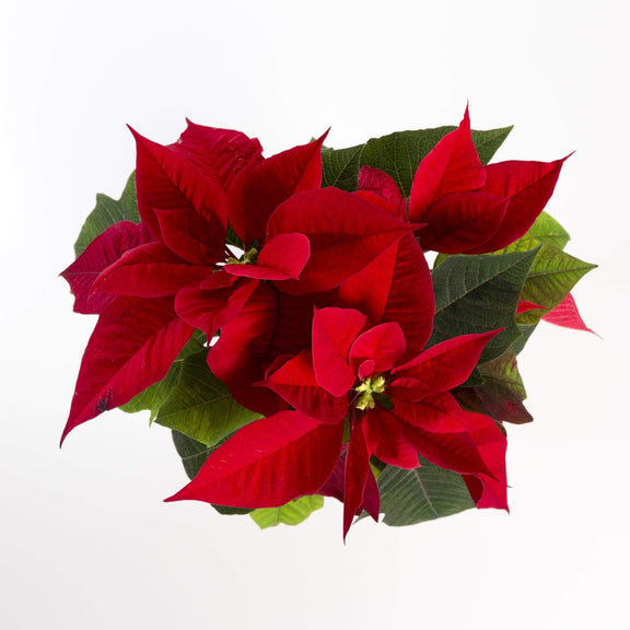 Poinsettia 'Red' - Urban Sprouts