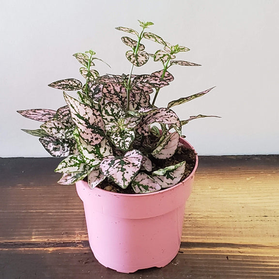 Urban Sprouts Plant 4" in nursery pot Polka Dot Plant 'Pink Splash'
