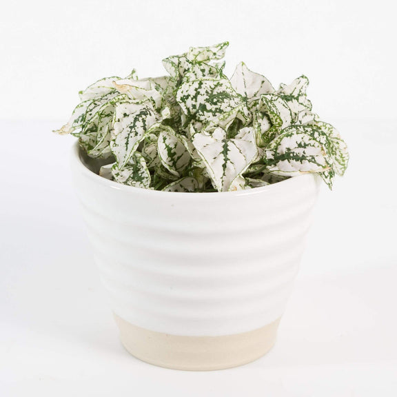 Urban Sprouts Plant 4" in nursery pot Polka Dot Plant 'White Splash'