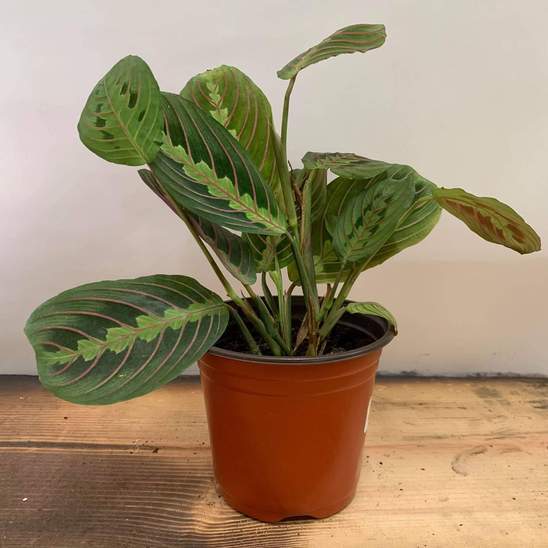 Urban Sprouts Plant 4" in nursery pot Prayer Plant 'Red Veined'