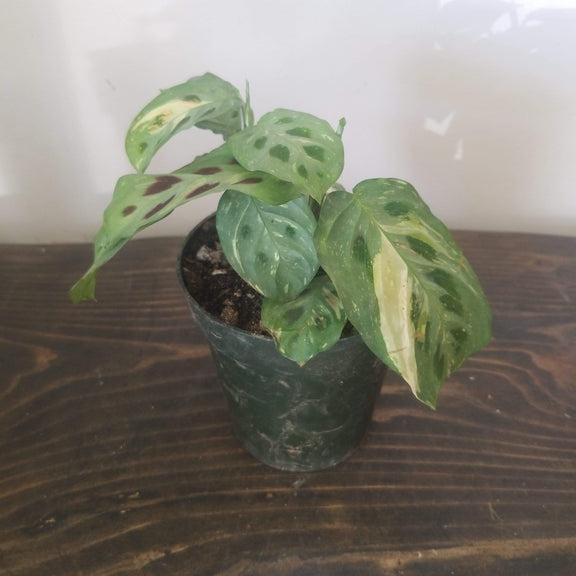 Urban Sprouts Plant 4" in nursery pot Prayer Plant 'Variegated'