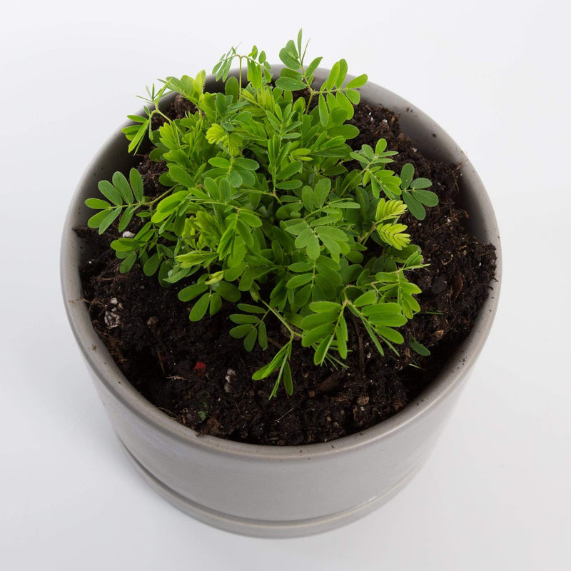 Urban Sprouts Plant 4" in nursery pot Sensitive Plant