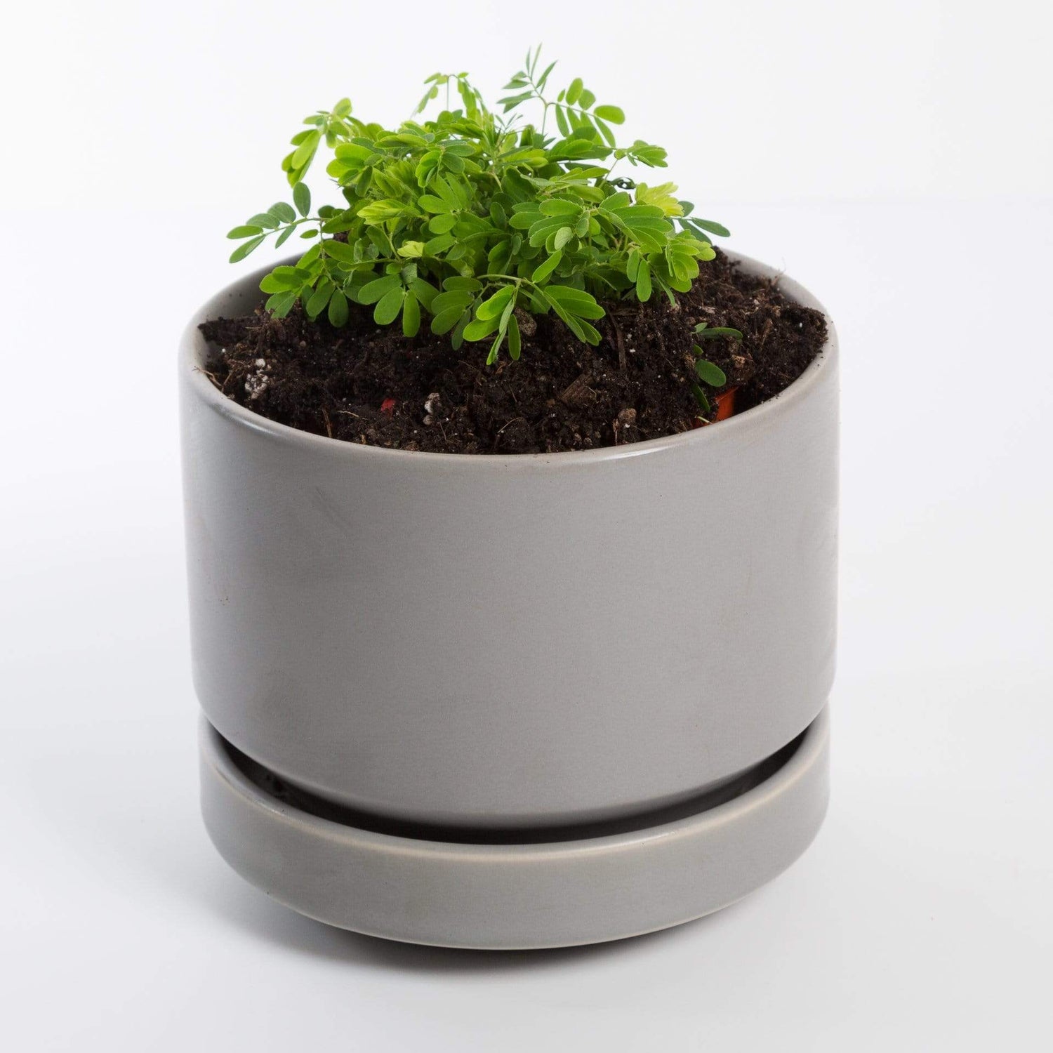 Urban Sprouts Plant 4" in nursery pot Sensitive Plant