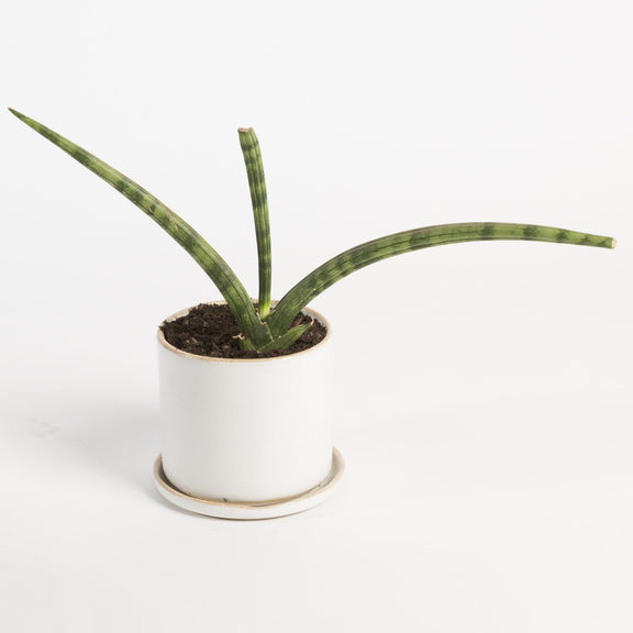 Urban Sprouts Plant 4" in nursery pot Snake Plant 'African Spear'
