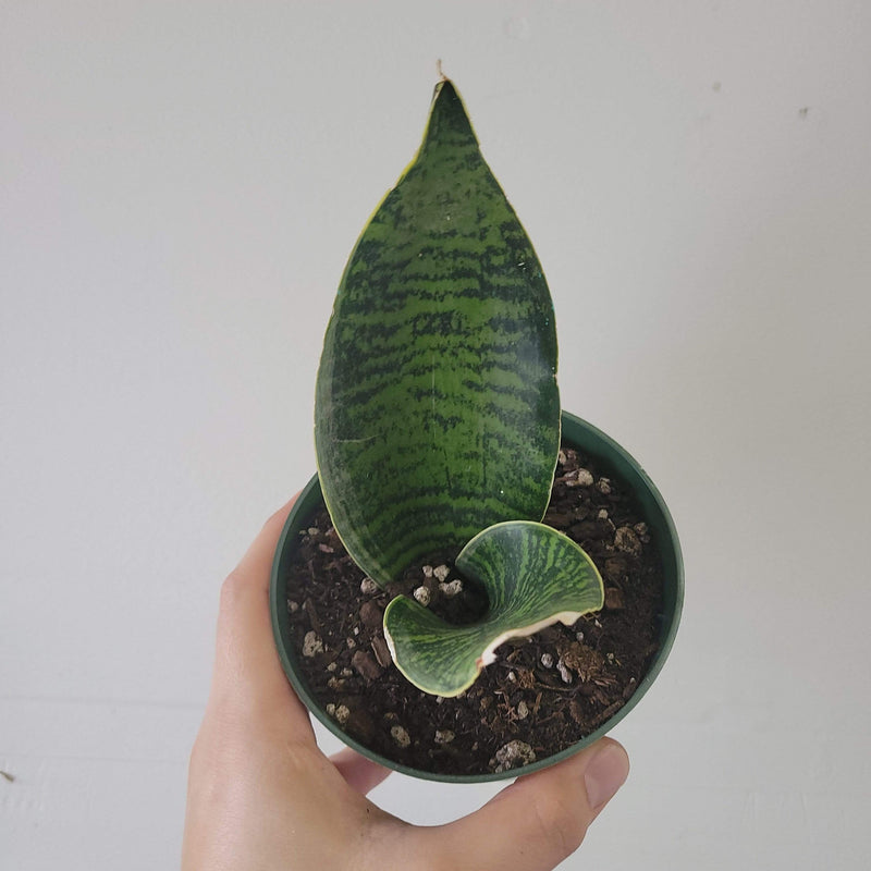 Urban Sprouts Plant 4" in nursery pot Snake Plant 'Tyler'
