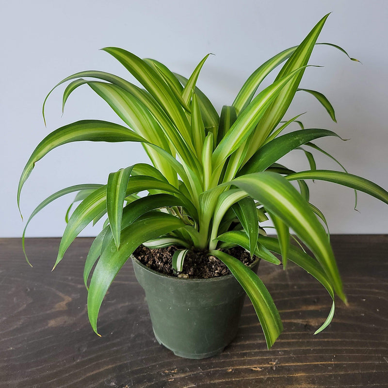 Urban Sprouts Plant 4" in nursery pot Spider Plant 'Variegated'