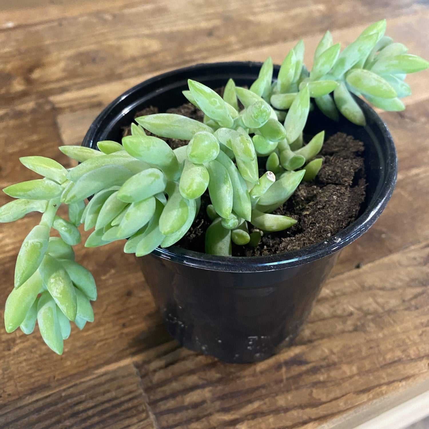 Urban Sprouts Plant 4" in nursery pot Succulent 'Burros Tail'