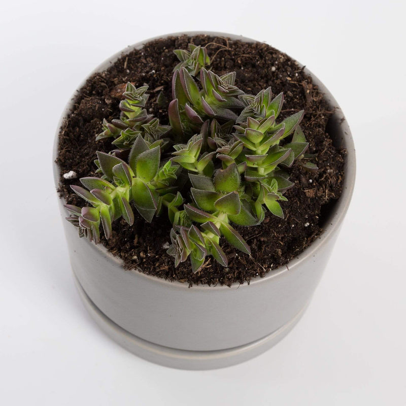 Urban Sprouts Plant 4" in nursery pot Succulent 'Red Pagoda'
