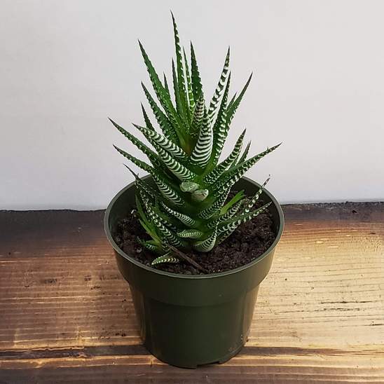 Succulent 'Zebra' - Urban Sprouts