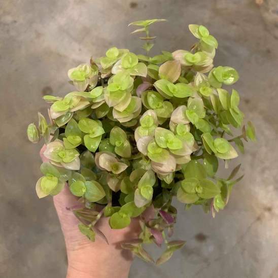 Urban Sprouts Plant 4" in nursery pot Turtle Vine 'Creeping Inch Plant - Pink Lady'
