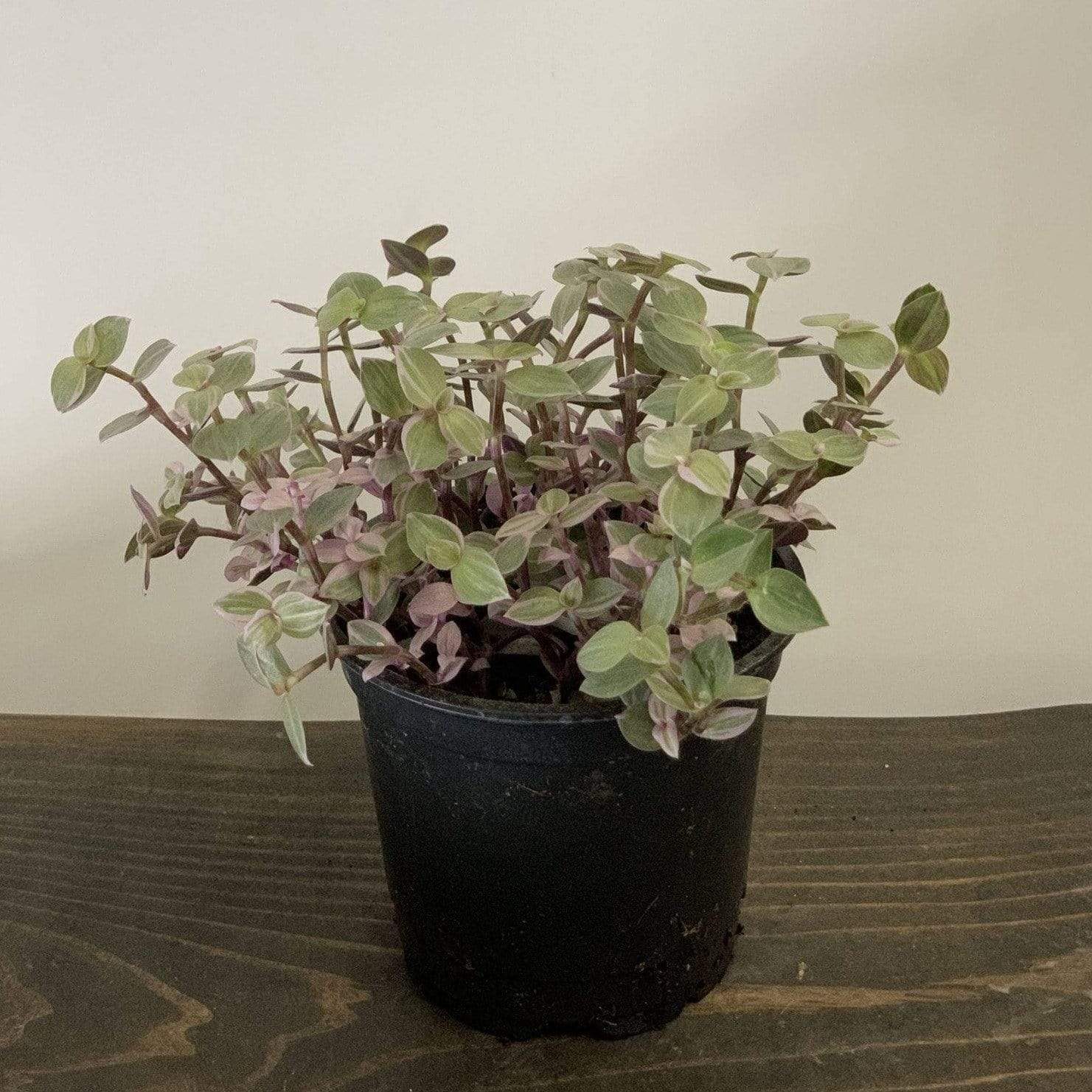 Urban Sprouts Plant 4" in nursery pot Turtle Vine 'Creeping Inch Plant - Pink Panther'