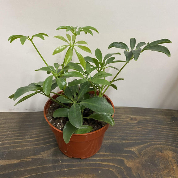 Urban Sprouts Plant 4" in nursery pot Umbrella Plant 'Dwarf'
