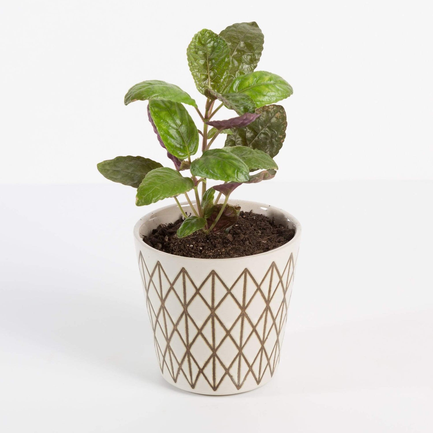 Urban Sprouts Plant 4"  in nursery pot Waffle Plant