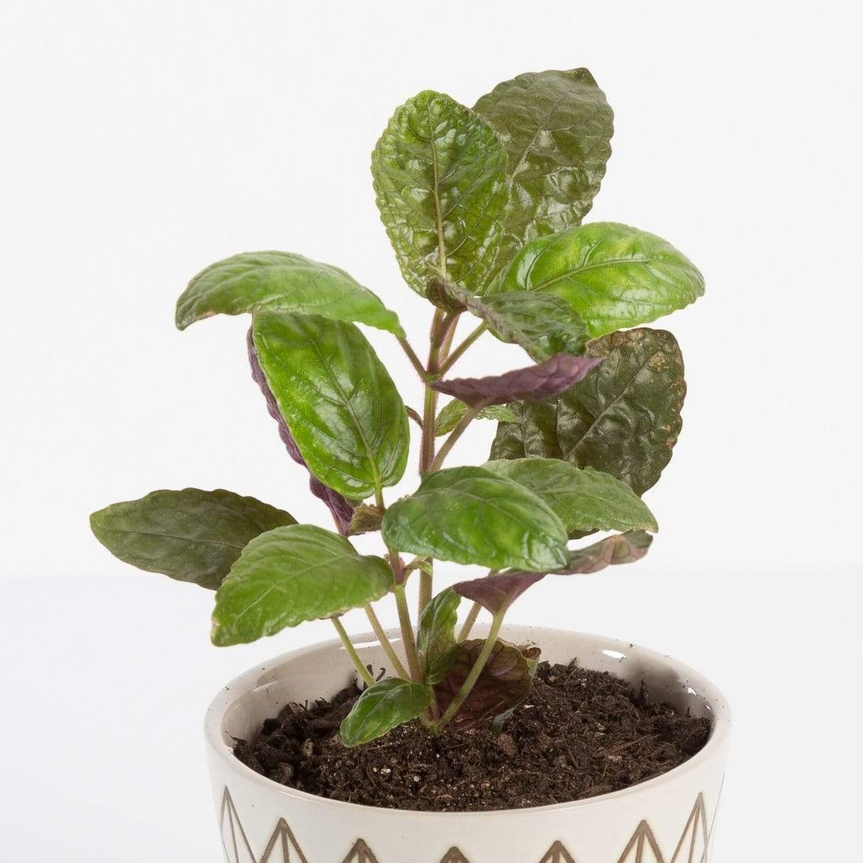 Urban Sprouts Plant 4"  in nursery pot Waffle Plant