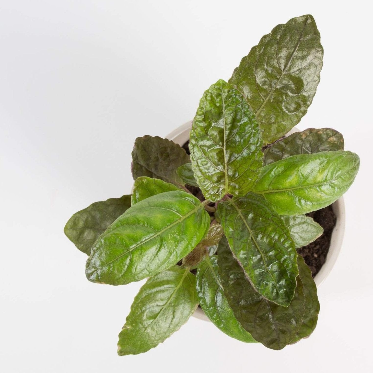 Urban Sprouts Plant 4"  in nursery pot Waffle Plant