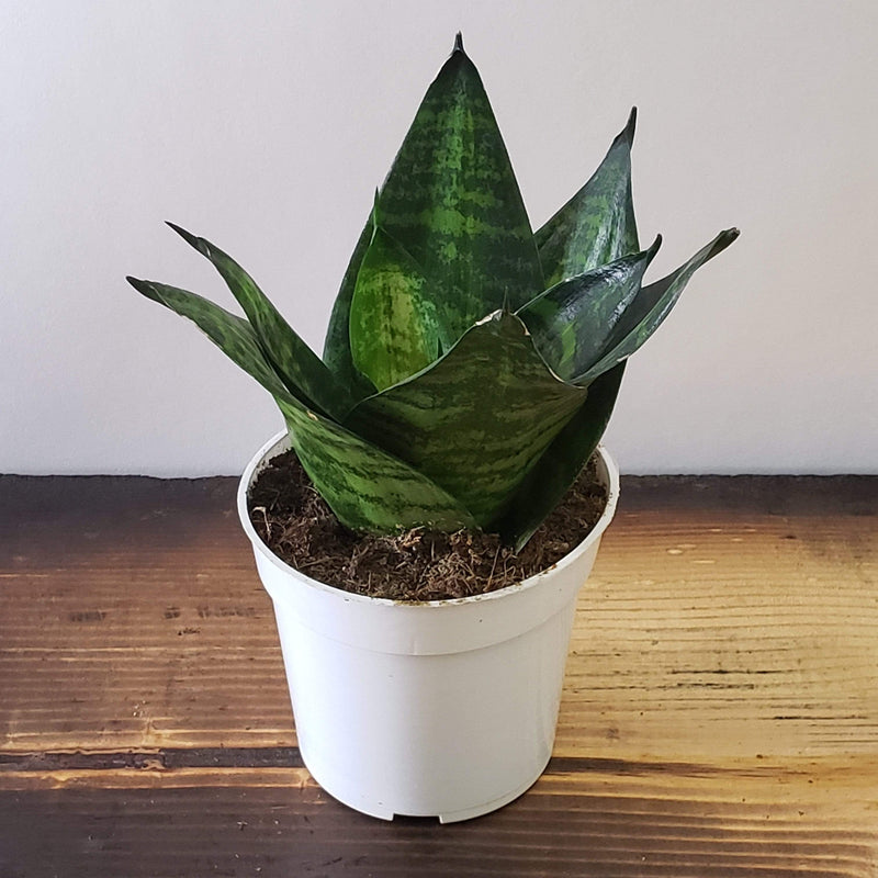 Snake Plant 'Tiger Star' - Urban Sprouts