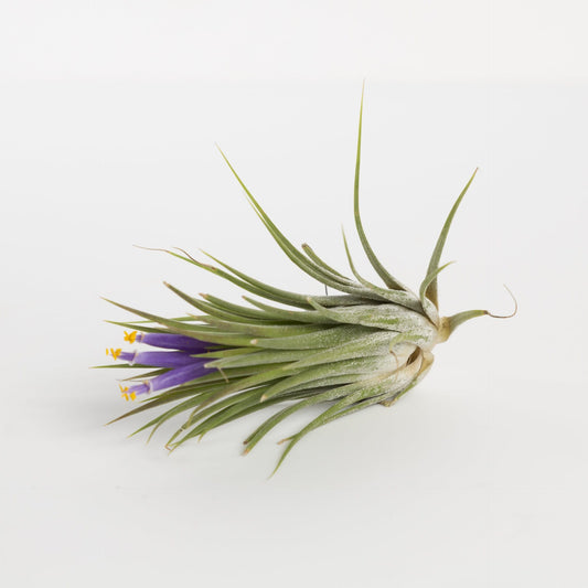 Urban Sprouts Plant 4" Lime Tillandsia Ionantha 'Druid - Rubra'