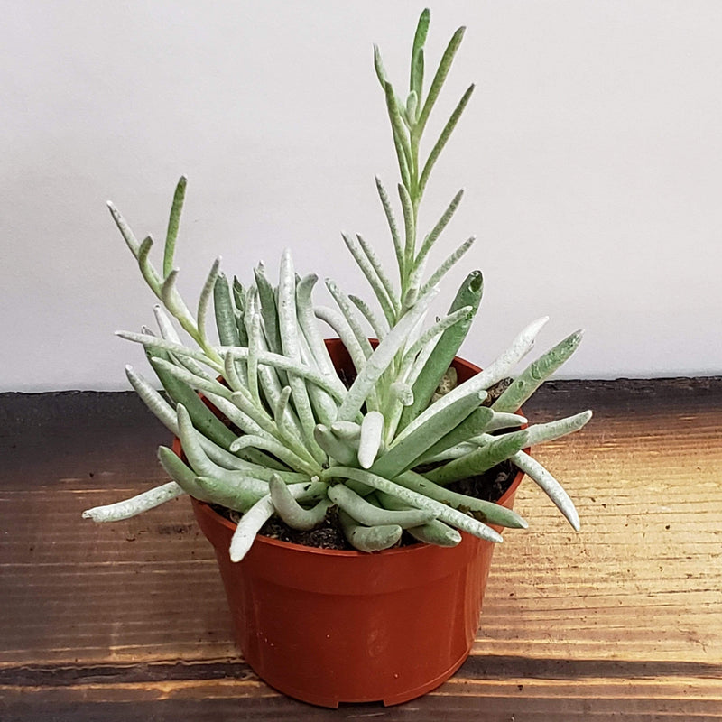 Succulent 'Silver Spider' - Urban Sprouts