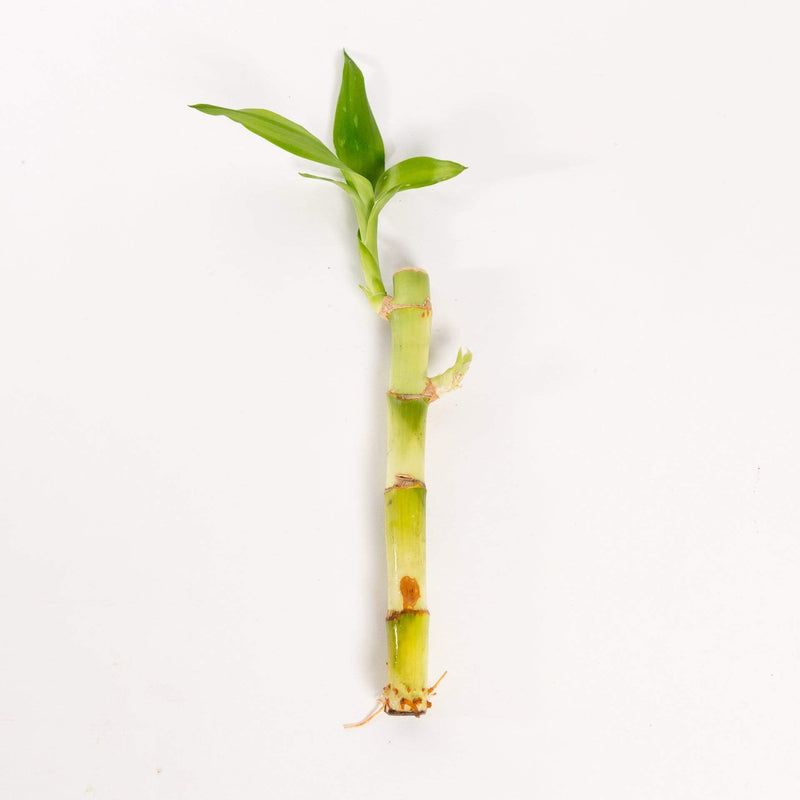 Urban Sprouts Plant 4" stalk Lucky Bamboo Shoot