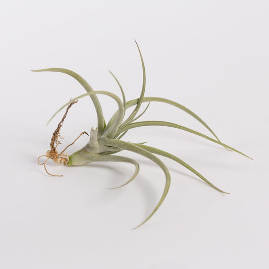 Urban Sprouts Plant 4" Tillandsia Araujei