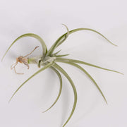 Urban Sprouts Plant 4" Tillandsia Araujei