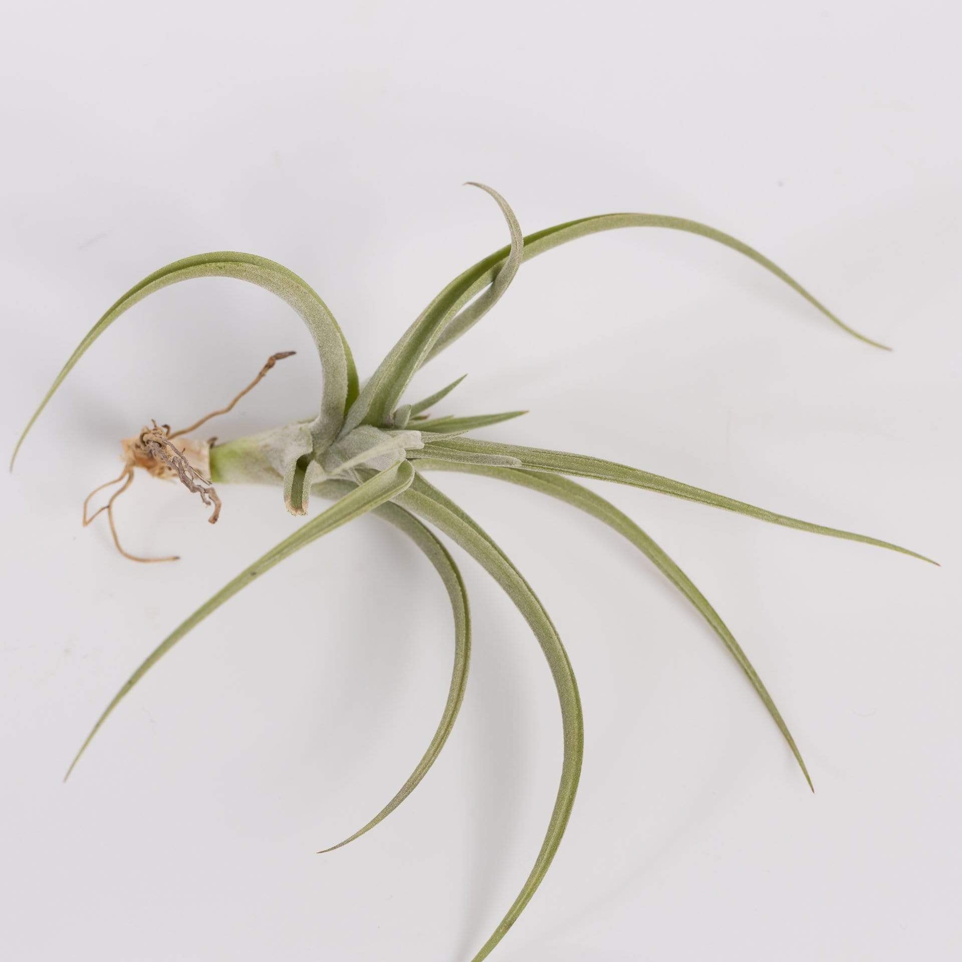 Urban Sprouts Plant 4" Tillandsia Araujei
