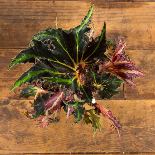 Begonia 'Breakdance' - Urban Sprouts