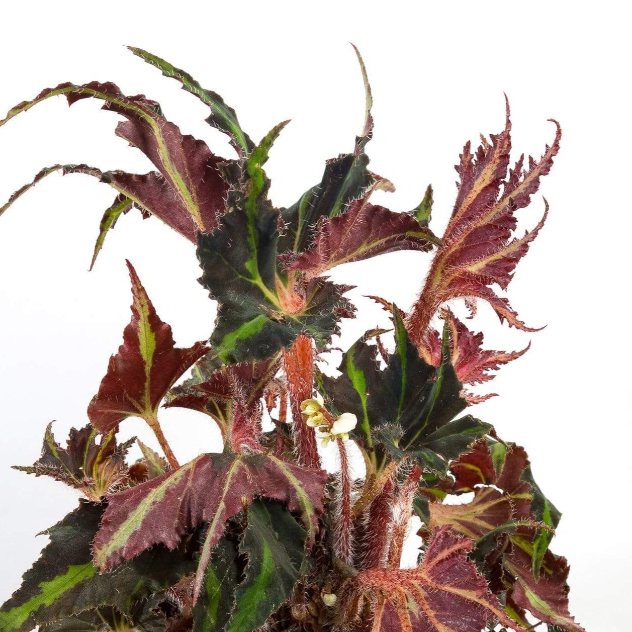 Begonia 'Breakdance' - Urban Sprouts