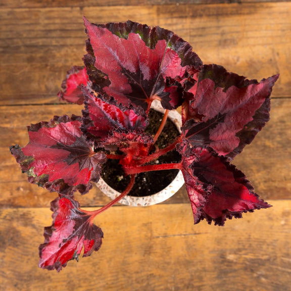 Begonia 'Venetian Red' - Urban Sprouts