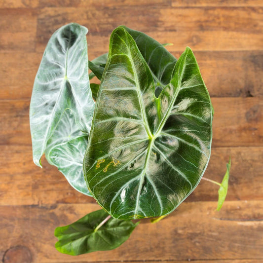 Elephant Ear 'Ivory Towers' - Urban Sprouts