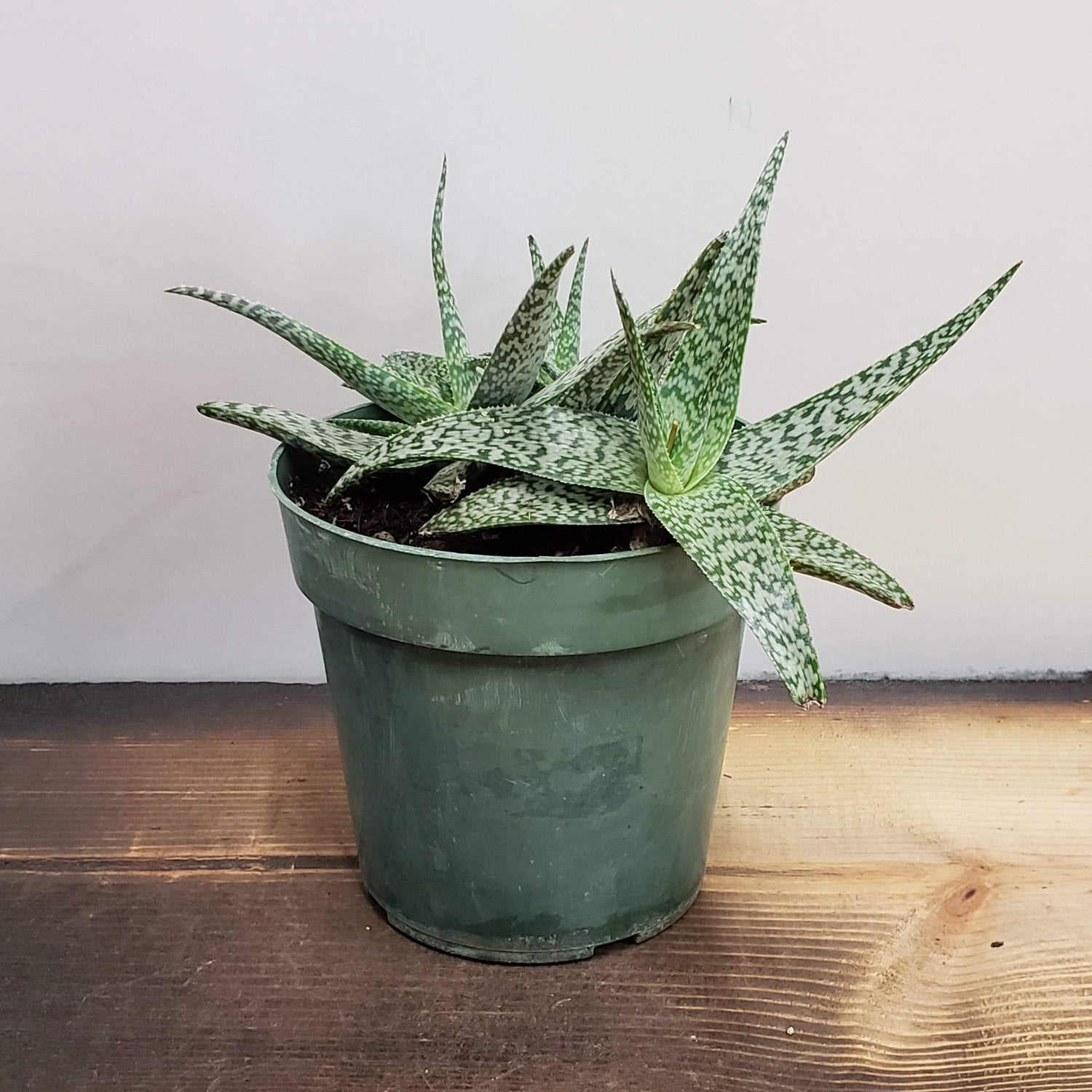 Urban Sprouts Plant 6" in nursery pot Aloe 'White Fox'