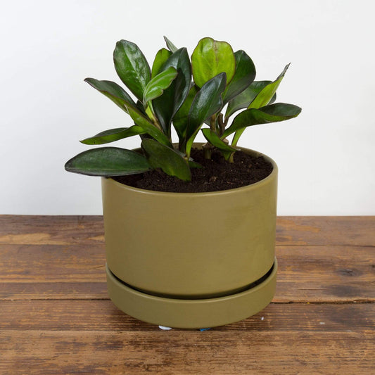 American Baby Rubber Plant 'Red Margin' - Urban Sprouts