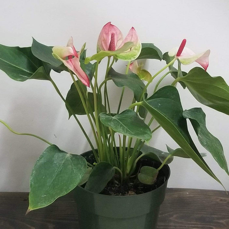 Urban Sprouts Plant 6" in nursery pot Anthurium 'Mystique'