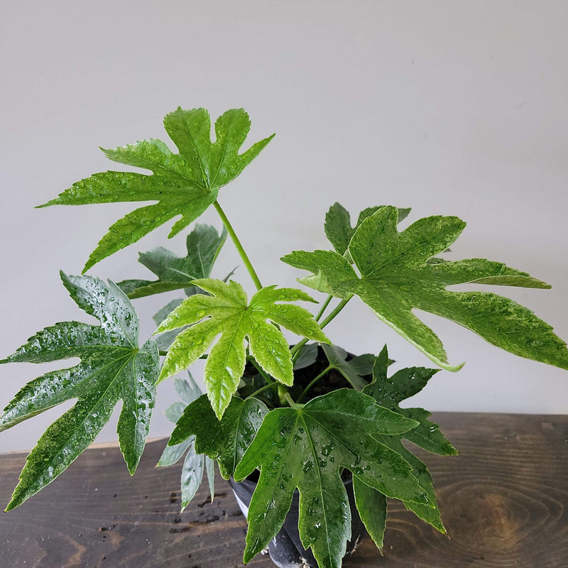 Urban Sprouts Plant 6" in nursery pot Aralia 'Japanese'