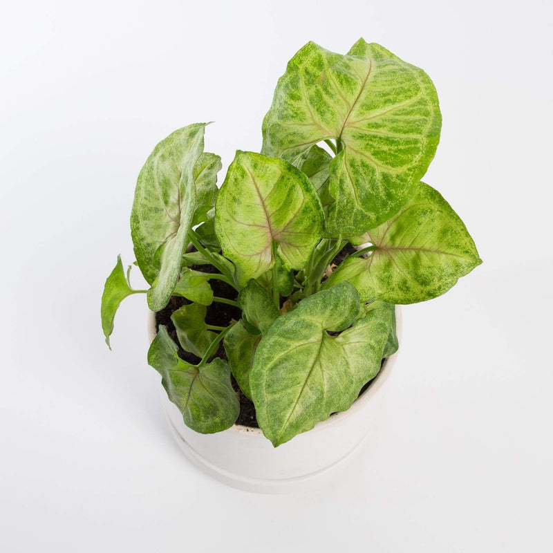Urban Sprouts Plant 6" in nursery pot Arrowhead Vine 'Cream Illusion'